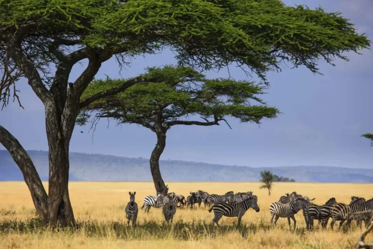 Combiné Safari Tanzanie & Zanzibar en villa avec piscine privée