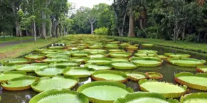 Ile Maurice :  Visite du Jardin de Pamplemousses
