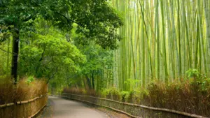 Kyoto : Se promener dans les jardins et forêts
