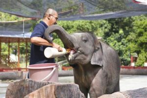 Kuala : Sanctuaire des éléphants de Kuala Gandah