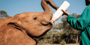 Orphelinat d’éléphants Nairobi