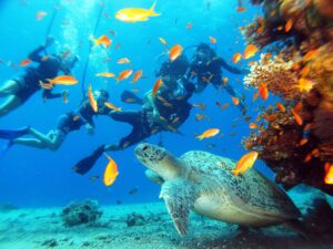 Snorkeling & plongée sur la Mer Rouge