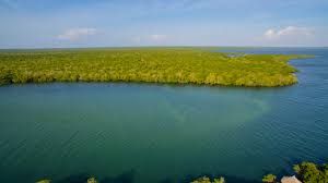 Kenya : Mangroves de Gazi
